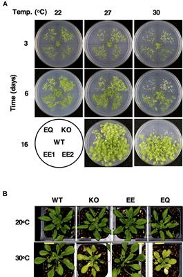 The Chloroplast Envelope Protease FTSH11 – Interaction With CPN60 and Identification of Potential Substrates